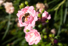 Bee Pollinating Pink Rose, Blooming Wild Flowers In Spring