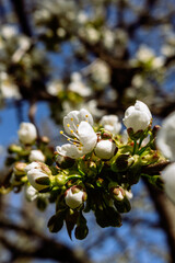 Sticker - White blossoms in spring, Prunus avium, wild cherry, sweet cherry, bird cherry.