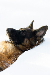 Wall Mural - German Shepherd lying on his back with his paws