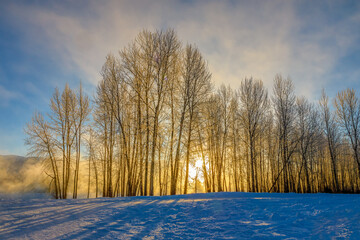 Wall Mural - sunbeams through fog and trees along the flathead river, Montana on a cold and frigid winter morning.