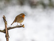 © Stephan Morris  - Erasian Robin in the Snow