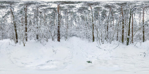 Wall Mural - Winter full spherical hdri panorama 360 degrees angle view on path in snowy pinery forest  in equirectangular projection. VR AR content. cyclone aftermath lars