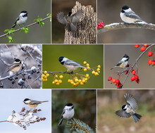 Collection Of 9 Images Of  Black-capped Chickadee