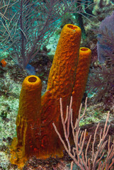 Wall Mural - Colorful orange tube sponges in caribbean sea