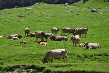 Cows Grazing In High Mountains In The Pyrenees