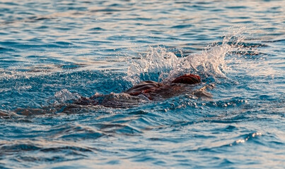 Wall Mural - Swimmer splasing as she enters the pool from pushing off the wall