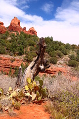 Wall Mural - red rock canyon