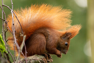 Red squirrel