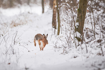 Wall Mural - European Hare running in the snowy forest  (Lepus europaeus).