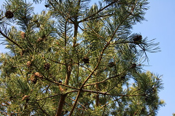 Sticker - Forest against the sky. Pine trees against a blue sky with clouds on a sunny day