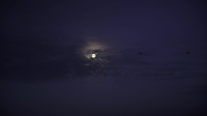 Wall Mural - Bird flock flying in front of moon and clouds