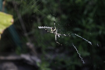 spider on web