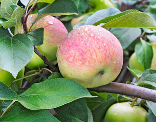 Wall Mural - Apples on apple tree branch. Apple fruit.