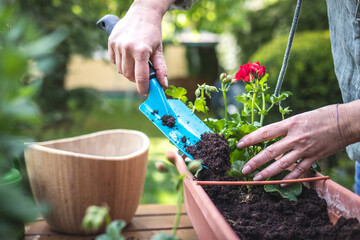 Sticker - Planting pelargonium flowers into window box in garden. Woman with shovel is putting soil into flower pot. Gardening at spring