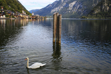 Poster - Three water poles with a white swan on a reflecting lake - coastline buildings in the background