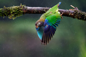 Wall Mural - brown-hooded parrot - pyrilia haematotis small flying bird in the heavy tropical rain which is a res