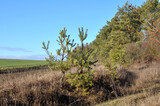Fototapeta Sawanna - Pine trees grow in nature