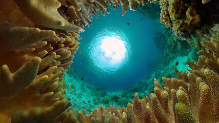 Tropical fishes and coral reef at diving. Beautiful underwater world with corals and fish.