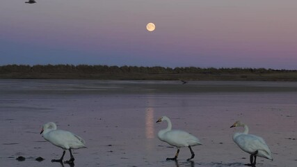 Wall Mural - Swans walking on frozen lake slow motion Iceland