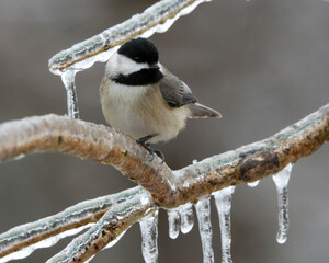 Wall Mural - Chickadee on icy branch during an ice storm