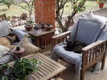 Cats And Dog On Garden Terrace