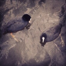 Directly Above Shot Of Coots Swimming In Lake