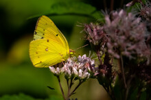 A Clouded Sulphur Butterfly (Colias Philodice) Feeding On A Milkweed Blossom.