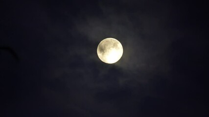 Wall Mural - Bird silhouettes flying in front of creepy full moon and clouds