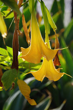 Close-up View Of Yellow Trumpet Vine Blossoms