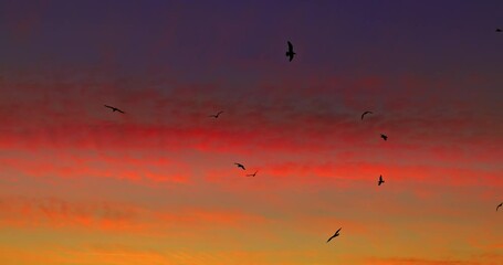 Wall Mural - sky sunrise and flying birds over the sea waves