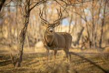 Mule Deer Buck Posing
