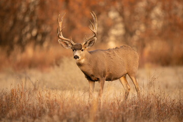 Mule Deer Buck standing in grass
