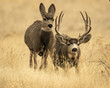 Mule Deer Buck chasing doe during rut