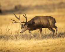 Mule Deer Buck Walking In Field