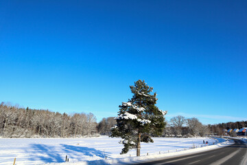 One pretty and beautiful snowy winter picture. Plenty of fresh white snow on the ground outside. Clear blue sky, no clouds. Copy space. Järfälla, Stockholm, Sweden, Europe.