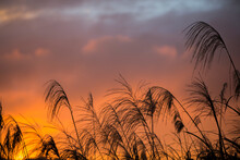 Reed Or Meadows Against Beautiful Sunrise With Background Of Sunset Mountain Landscape,