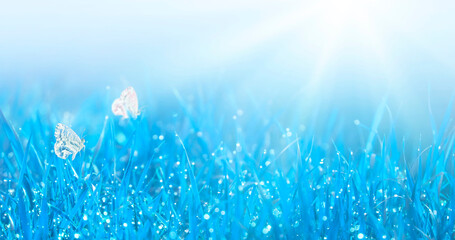 Grass with dew and flying butterflies. Tender natural background in blue colors. Wild meadow in spring morning. Banner with copy space