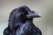 Highly detailed close up portrait of an adult Raven in Yellowstone National Park, species name Corvus corax
