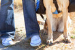 © Cavan Images - Low section of woman and dog at field on sunny day