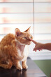 © Cavan Images - Cropped image of girl's hand touching cat