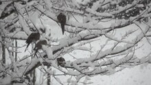 Mourning Doves (Zenaida Macroura) Perch In A Tree As Large, Fluffy Snowflakes Fall In Slow Motion.
