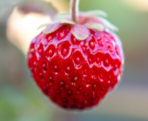 Close-up of a red ripe strawberry.