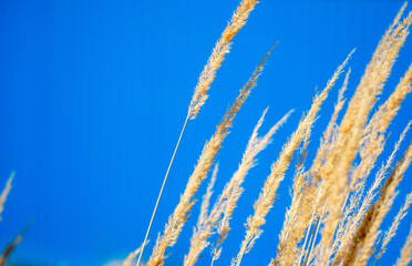 Yellow dry grass on a blue