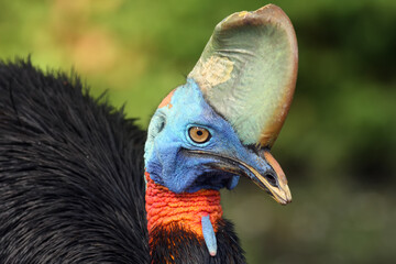 Poster - The southern cassowary (Casuarius casuarius) also known as double-wattled cassowary, Australian cassowary or two-wattled cassowary. Southern cassowary-face portrait with green background.