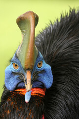 Poster - The southern cassowary (Casuarius casuarius) also known as double-wattled cassowary, Australian cassowary or two-wattled cassowary. Southern cassowary-face portrait with green background.