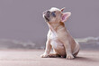 Beautiful lilac fawn colored French Bulldog dog puppy with blue eyes looking up in front of gray background