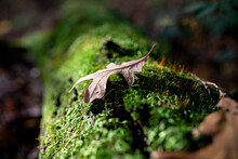 Close-up Of Dry Leaf On Moss Over Log