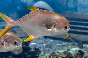 Wall Mural - Trachinotus blochii or snubnose pompano in Atlantis, Sanya, Hainan, China.. Pompanos are marine fishes in the genus Trachinotus in the family Carangidae (better known as 