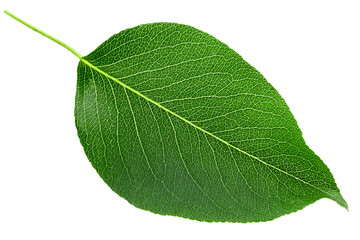 Wall Mural - Green pear leaf isolated on white background.