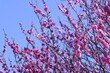 © 流星 号 - 梅の花と青空